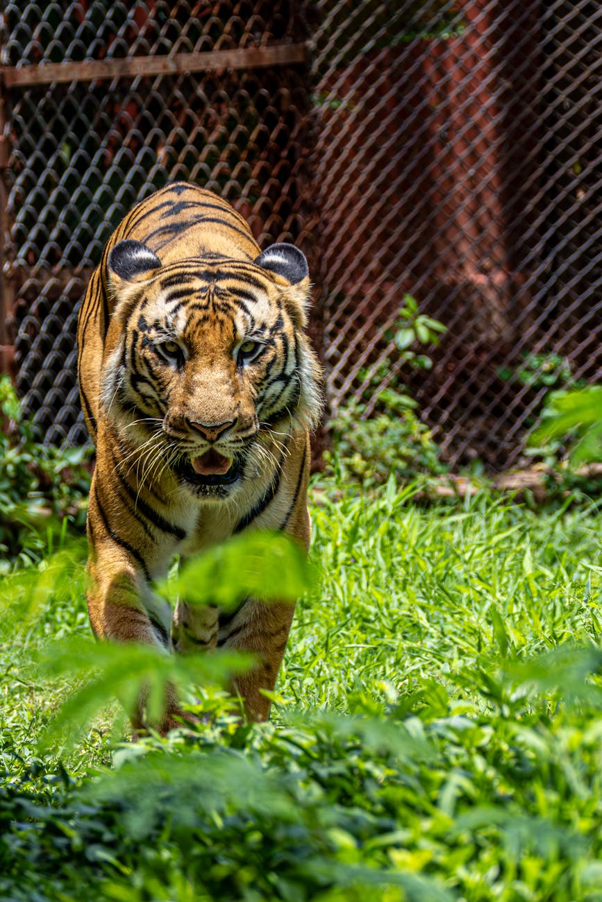 Fatal Tiger Attack Claims Life of Joe Exotic’s Associate