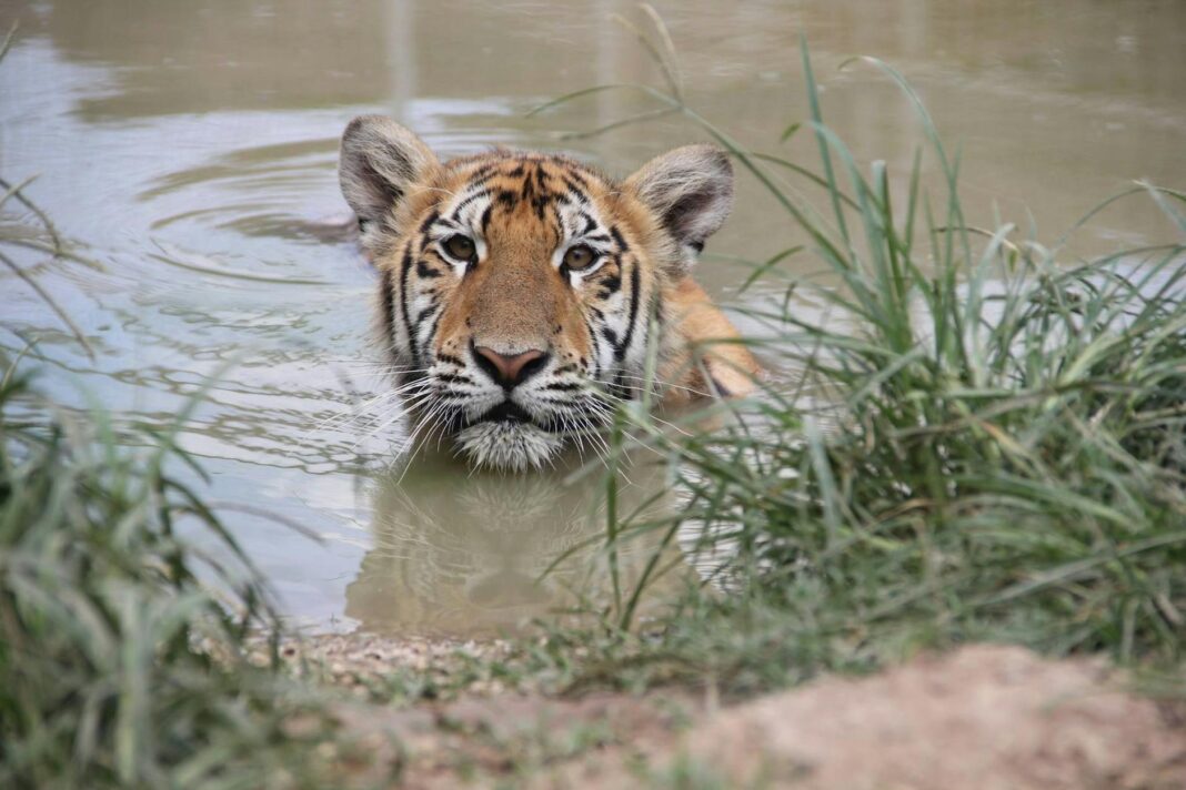 Tragic Tiger Attack Claims Life of Handler During Live Show