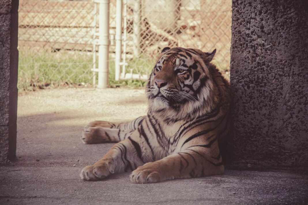 Tiger Handler Fatally Mauled During Performance in Oklahoma