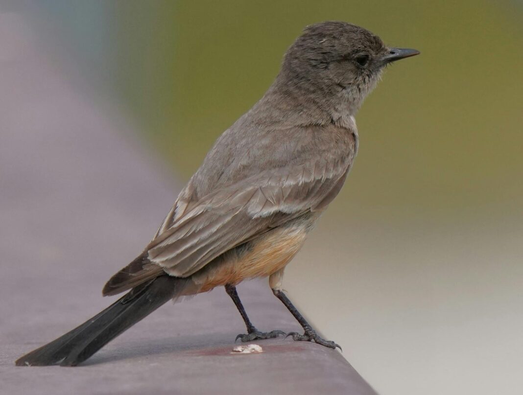 U.S. Threatens TikTok Ban Amidst Tariff and Tech Negotiations with Chi