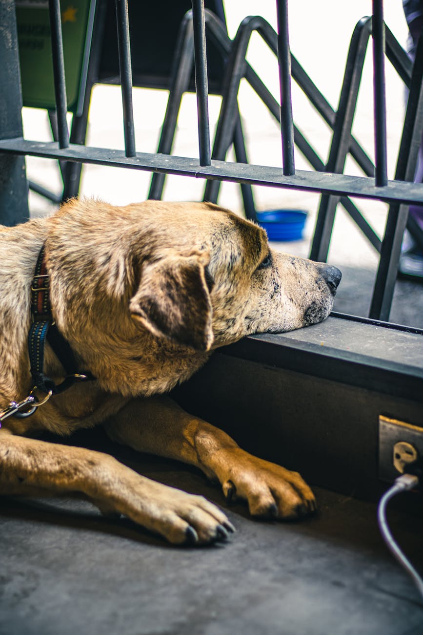 Animal shelter evacuated after FBI incinerates meth at facility