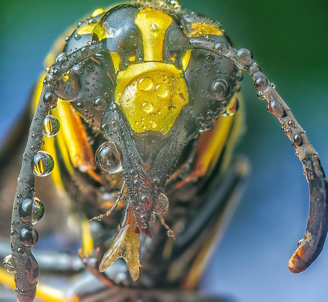 Charlie Kirk’s murder and its aftermath are symptoms of a fragile demo