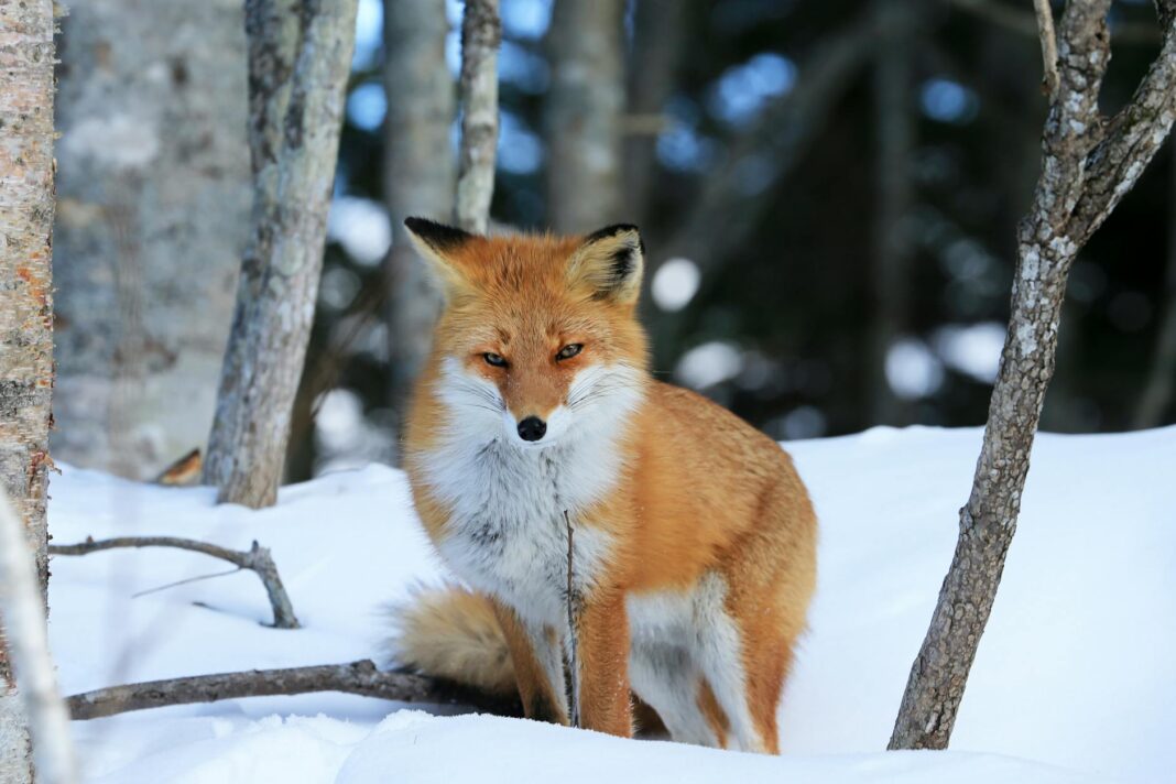 Brian Kilmeade's Controversial Comment Sparks Apology