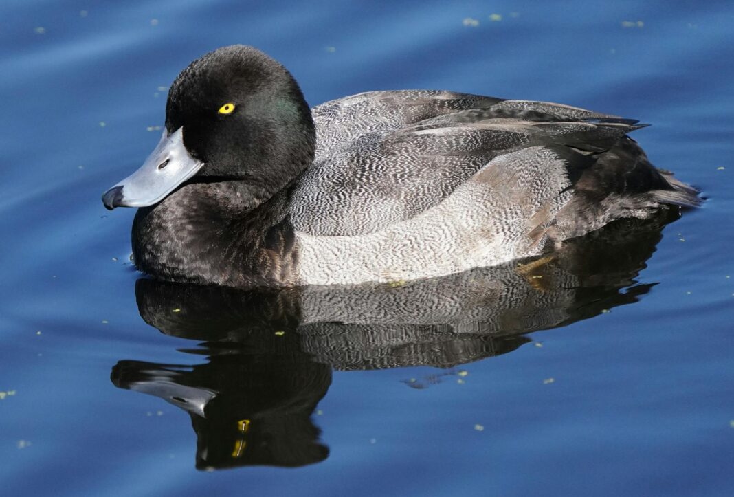 Schwarzenegger Takes a Stand Against Newsom's Redistricting Move