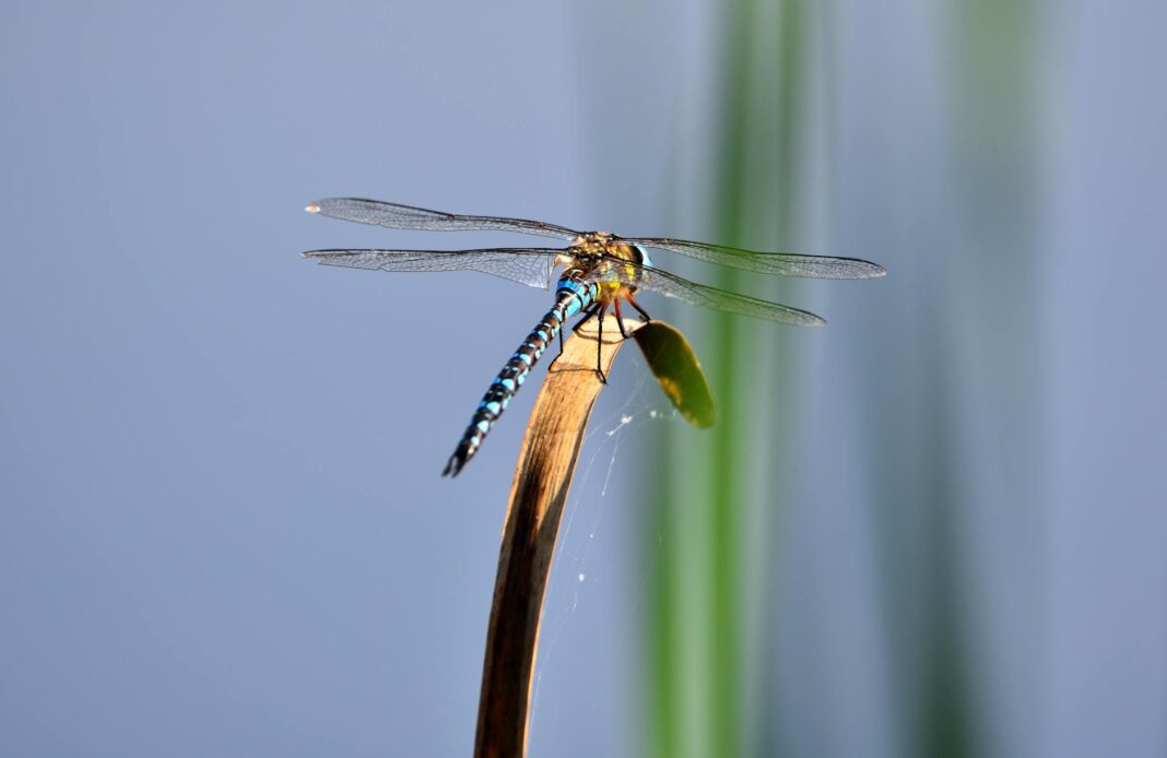 Reed Hastings Backs Trump's $100K H-1B Visa Plan for High-Value Jobs