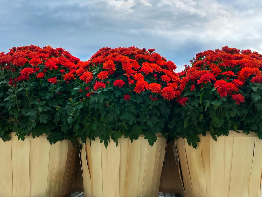 Debunking Trump’s Controversial Claims About Autism