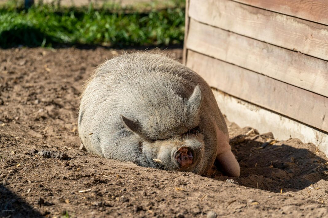 Portland’s Troop Deployment: Divided Opinions Across Oregon