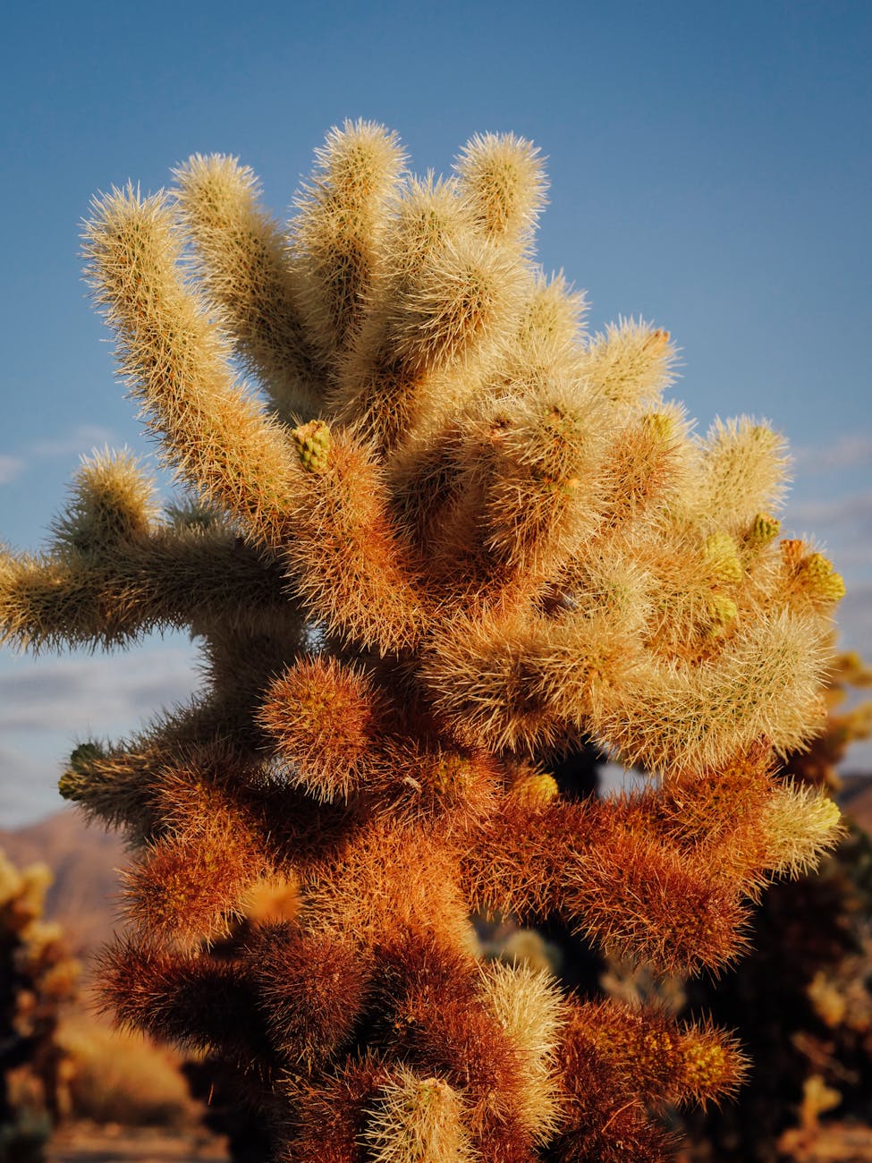 Inside the Mind of Joshua Jahn: Shooter at Dallas ICE Facility