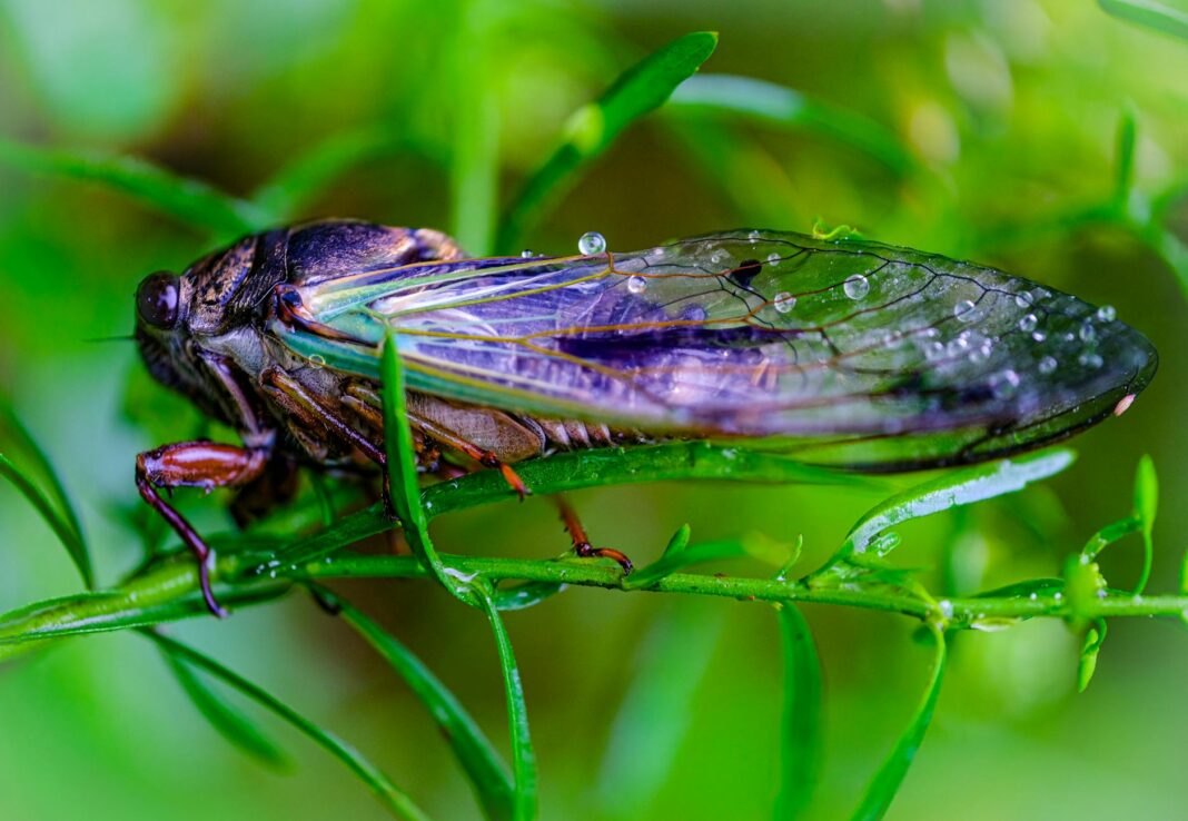 Suspected Arson Destroys Judge Diane Goodstein’s Edisto Beach Home