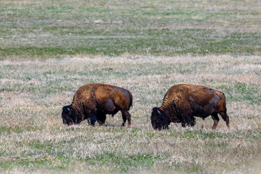 Enderlin Tornado Breaks 12-Year EF-5 Drought in the U.S.