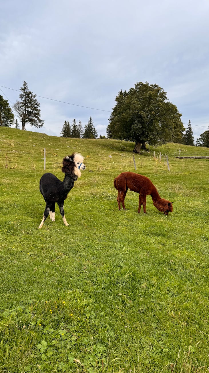 Noem Confronts Access Issues at Chicago Bathroom Facility