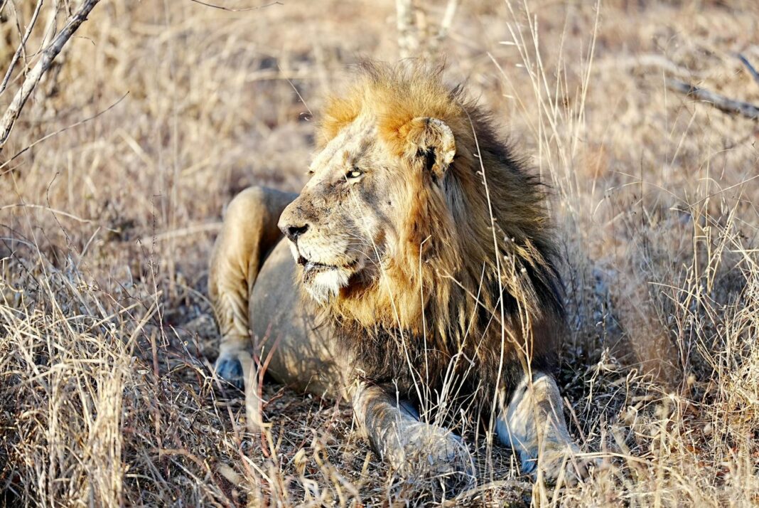 Pope Leo XIV: Death Penalty Opposes True Pro-Life Values