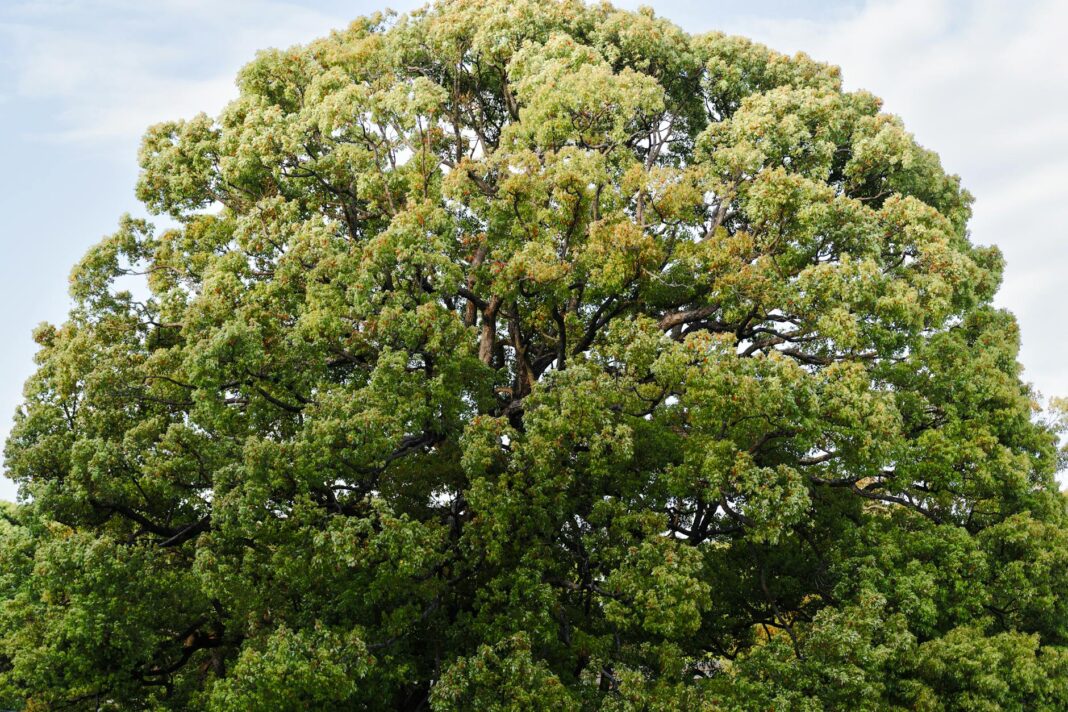 GOP Shutdown Claims Under Scrutiny; FCC Chair to Face Kimmel Questions