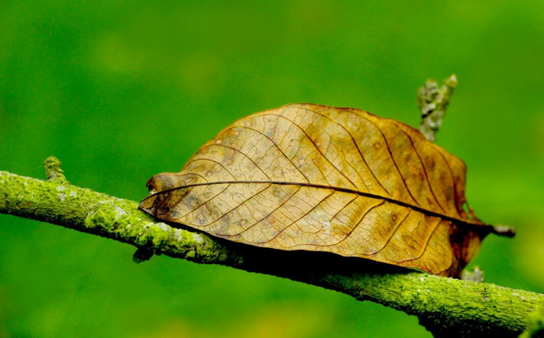 Deadly Shootout in Montgomery: Two Lives Lost, Twelve Injured