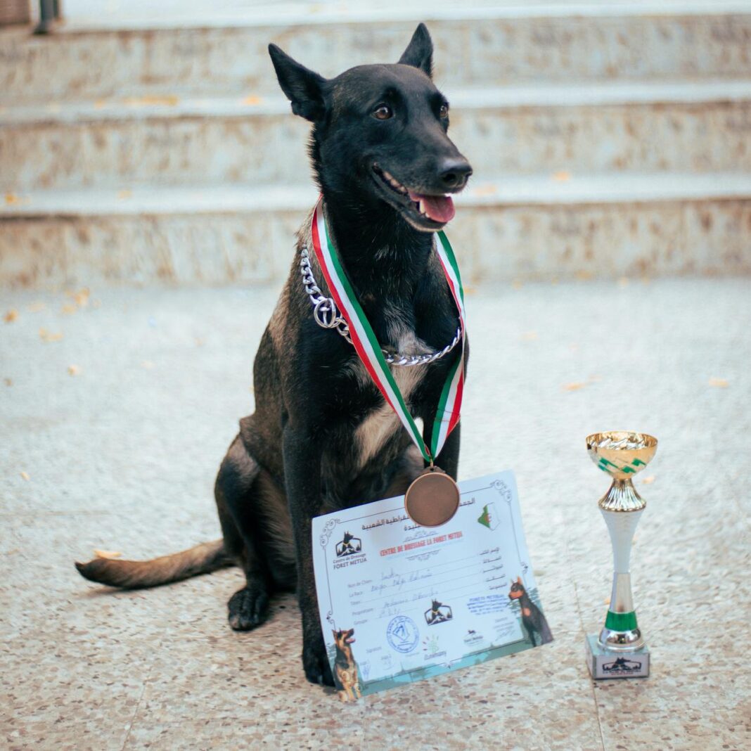 Groundbreaking Metal-Organic Frameworks Earn Nobel Prize in Chemistry