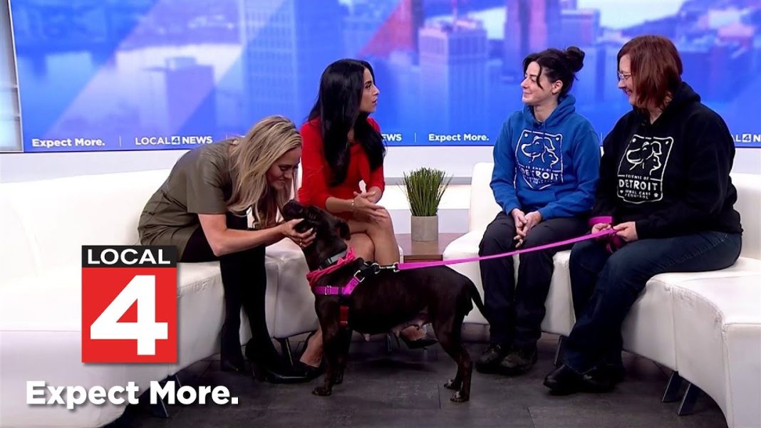 “Tips for safe pet adoption this holiday season from Detroit’s animal care director. (Video)”