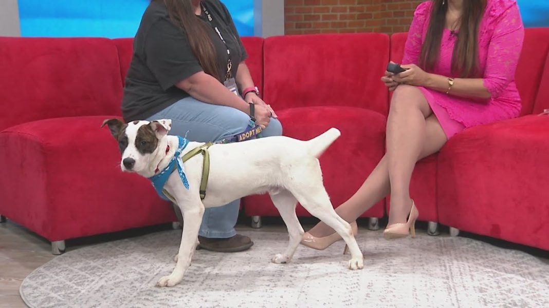 Meet Rue, the adoptable pup! Watch her shine with Memphis Animal Services! (Video)