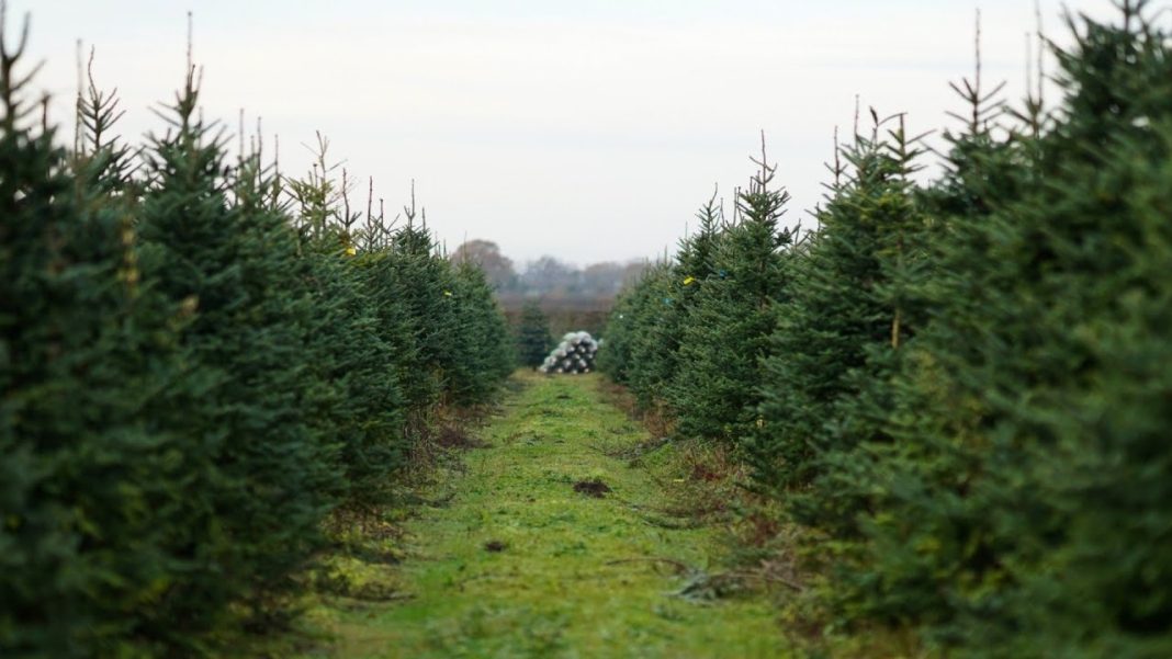 Spruce up your Christmas tree with tips on shopping and care! (Video)