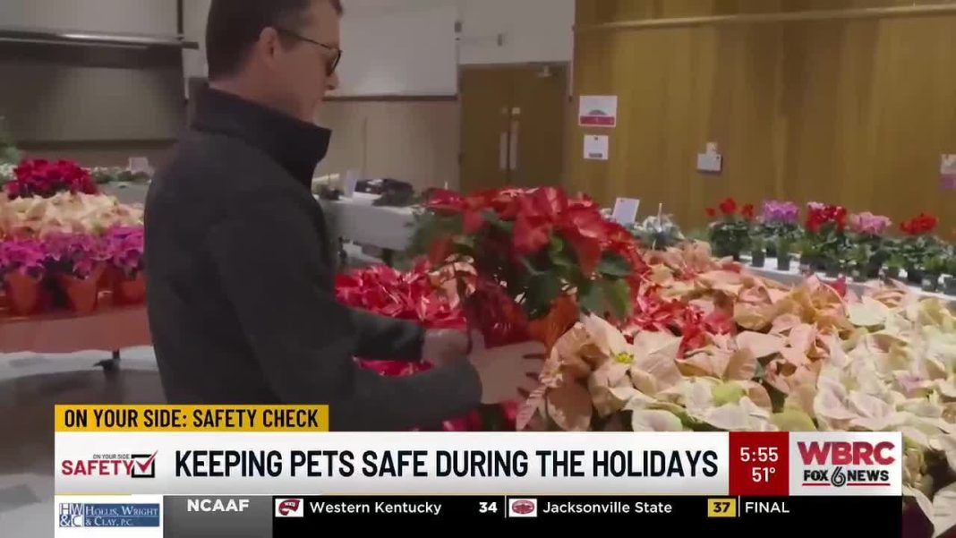 Keeping pets safe this holiday season (Video)