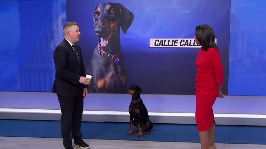 Lions vs. Packers? Callie ‘Calls It’ makes her pick live from Local 4! (Video)