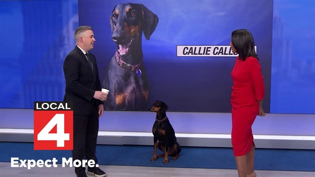 Lions vs. Packers? Callie ‘Calls It’ drops her prediction live! (Video)