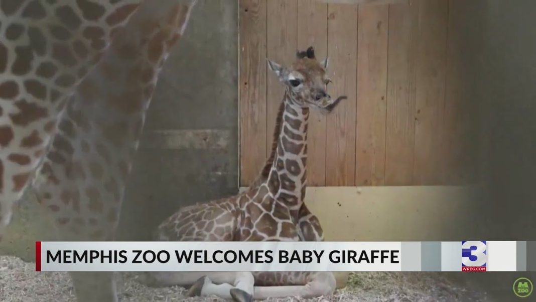 Memphis Zoo just welcomed an adorable new baby giraffe! (Video)