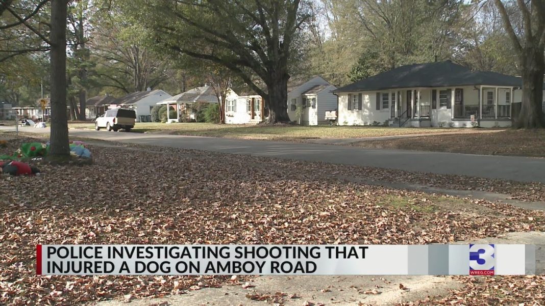 “Coming: Dog shot after breaking free from the backyard. (Video)”