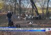 New goats join the crew at Shelby Farms Park! (Video)