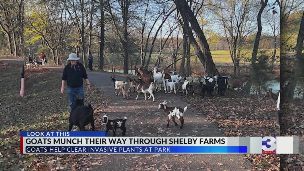 New goats join the crew at Shelby Farms Park! Check it out! (Video)