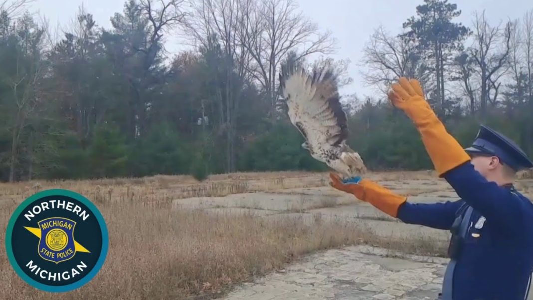 Troopers set a Red-Tailed Hawk free in Michigan after its recovery. (Video)