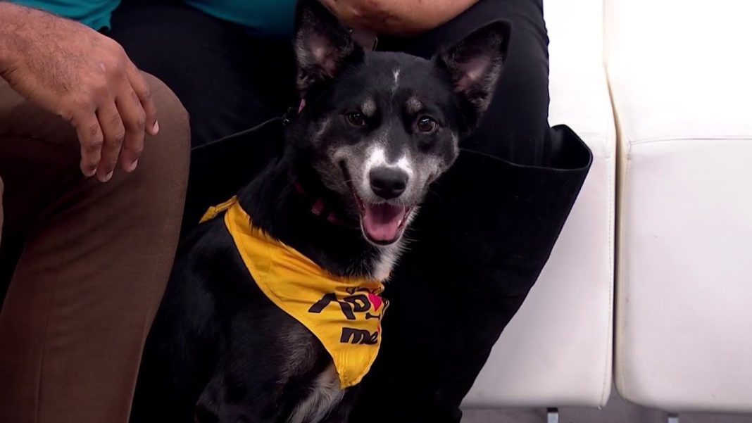 Check out Pet of the Week: Meet Zima! Your new furry friend awaits! (Video)