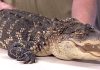Alligator spotted in Detroit home—heading to Florida now! (Video)