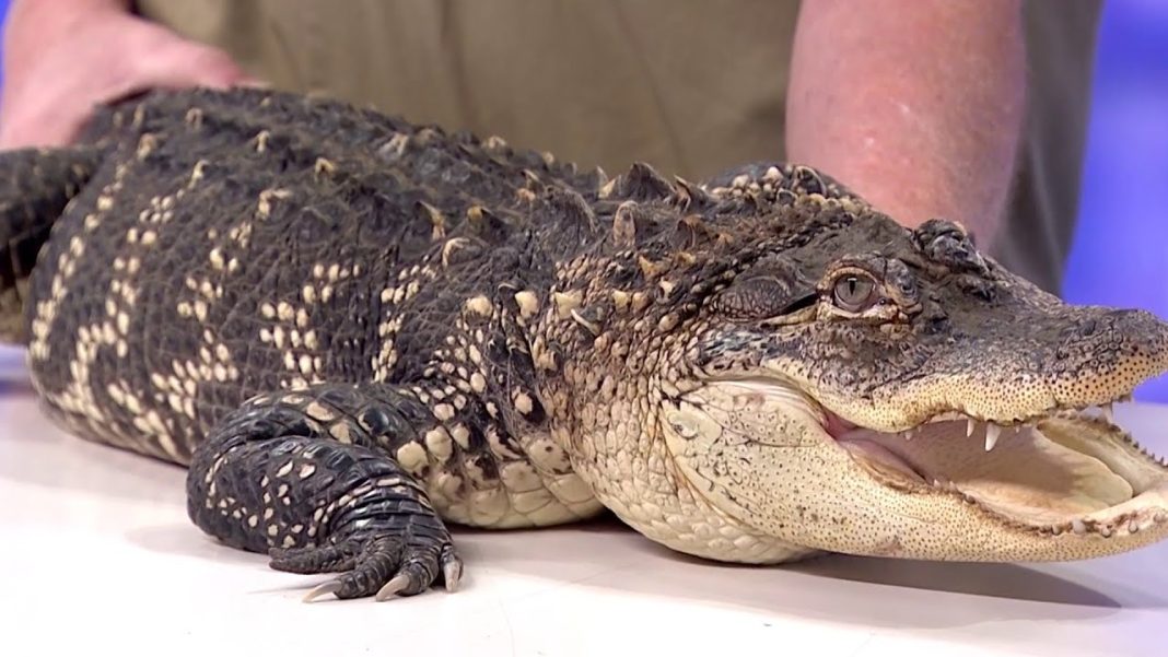 Alligator rescued from Detroit home, heading to sunny Florida! (Video)