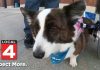 Corgi Sadie Mae steals hearts at Lions game! (Video): Disabled