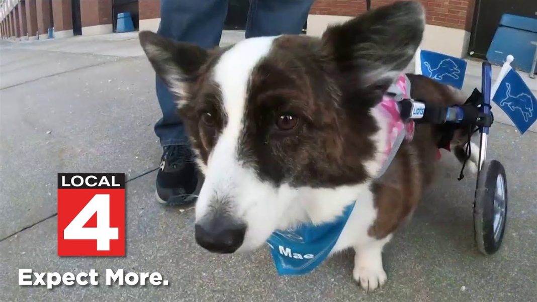 Corgi Sadie Mae steals hearts at Lions game! (Video): Disabled