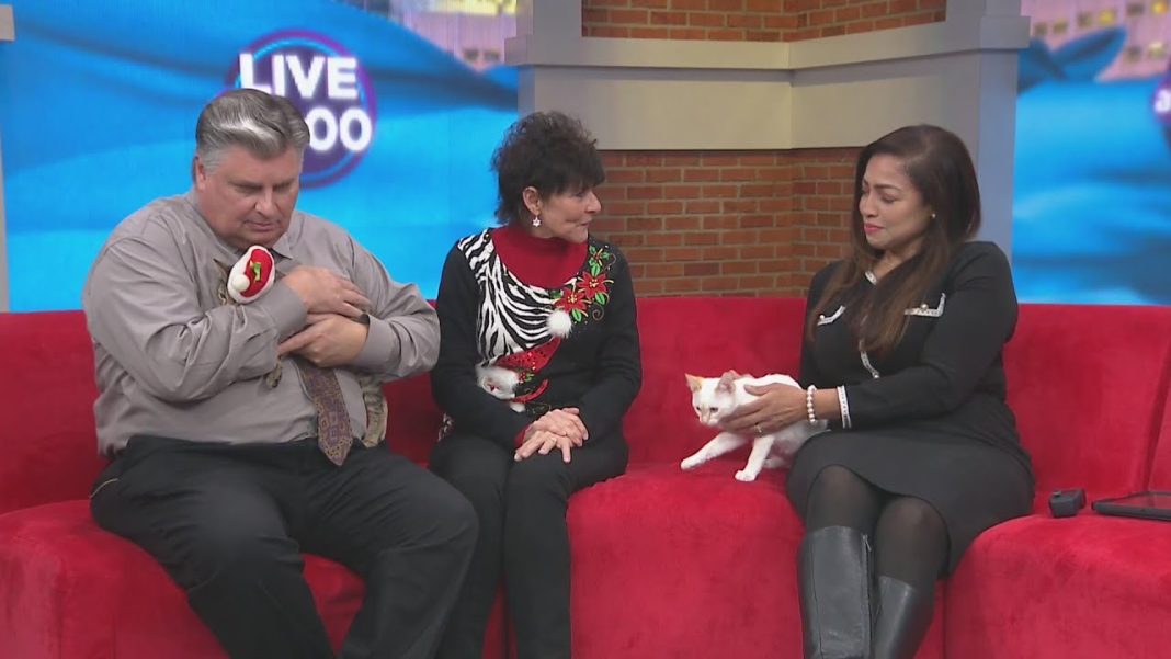 Rescue Kittens Need You! Find your purr-fect match at Mewtopia Cat Rescue! (Video)