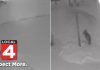 Coyote caught on doorbell cam with its dinner in Oakland County! (Video)