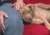 Meet Lulu and Rae: Your future furry friends await! (Video)
