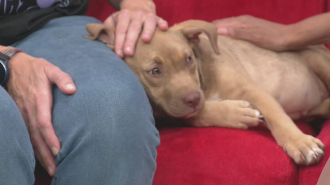 Meet Lulu and Rae: Your future furry friends await! (Video)